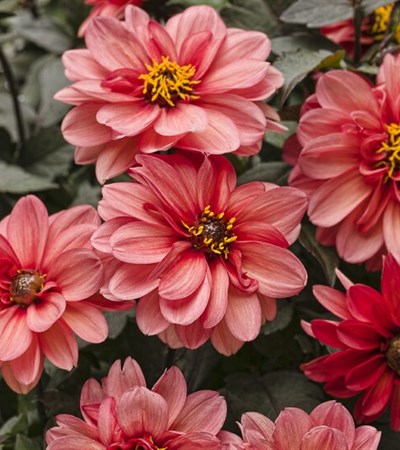 Dahlia Dahlightful® Sultry Scarlet